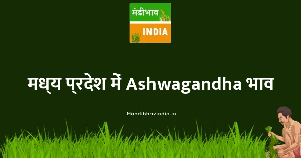 Ashwagandha भाव